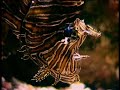 Australia MARINE WORLD (29)