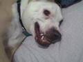 Frankie The Dogo