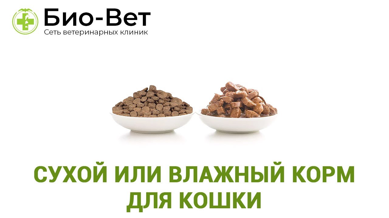 Сухой Или Влажный Корм Для Кошки & Можно ли Совмещать Корма Для Кошки. Ветклиника Био-Вет
