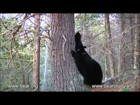 black bear