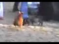 El Retorno del Cerdo del Mal