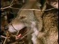 Red Wolf Red Wolf