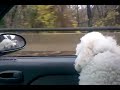 Bichon Bat Dog