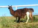 Llama with leg in cast