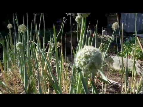 how to store onions after harvest