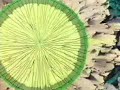Le Retour De Broly Le Retour De Broly