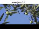 videos de I MAGI VERSO ISRAELE