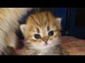 12 06 24 How Mythicbells Persian kittens are named