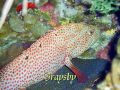 2010 SCUBA Cruise