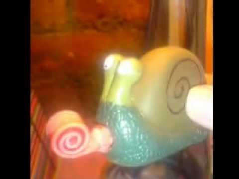 how to collect snails