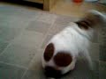 Tommy bum twirl Tommy bum twirl