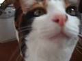 しゃべる猫 - Talking cat