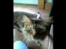 My Pets