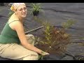 Willis Run Restoration Living Classroom Project Part 2 Willis Run Restoration Living Classroom Project Part 2