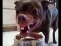 Yo Quiero Peanut Butter.3g2 Yo Quiero Peanut Butter.3g2