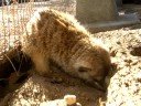 Visit to Meerkat Sanctuary