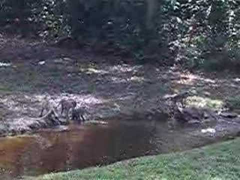 Aquatic foraging behaviour by Macaca ...