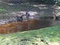 Aquatic foraging behaviour by Macaca fasicularis Aquatic foraging behaviour by Macaca fasicularis