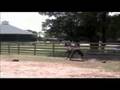 Dangerous Liason - Oldenburg gelding
