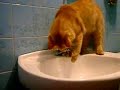 Gatinho na pia do Banheiro
