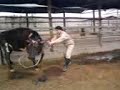 Mugaburu y la ardua haza�a de coger una vaca