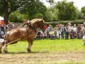 Belgium draft horse pulling