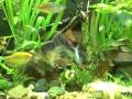 videos de 125 gallon aquarium
