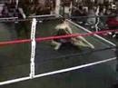 Zak "Crash" Bucia: 36second MMA Knockout