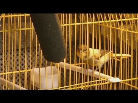 Το κελάηδισμα των πουλιών λύνει προβλήματα ανθρώπινης ομιλίας