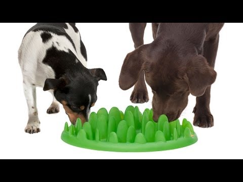 Northmate ® Green - interaktiver Hundenapf