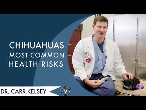 Chihuahuas Most Common Health Risks