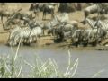 thousands and thousands of wildebeest (gnus), as well as many zebra and gazelle migrate between the serengeti (tanzania) and the maasai mara (kenya) in a yearly cycle. this multitude of animals also attracts a lot of predators. seeing animals from horizon to horizon is one thing, but watching them cross a river is unbelievable! with a little patience, you have the best chance of witnessing such a spectacular river crossing between august and october in the western part of the masai mara. i will be escorting a small group (max. 12) to kenya for the 
