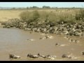 thousands and thousands of wildebeest (gnus), as well as many zebra and gazelle migrate between the serengeti (tanzania) and the maasai mara (kenya) in a yearly cycle. this multitude of animals also attracts a lot of predators. seeing animals from horizon to horizon is one thing, but watching them cross a river is unbelievable! with a little patience, you have the best chance of witnessing such a spectacular river crossing between august and october in the western part of the masai mara. i will be escorting a small group (max. 12) to kenya for the 