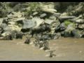 thousands and thousands of wildebeest (gnus), as well as many zebra and gazelle migrate between the serengeti (tanzania) and the maasai mara (kenya) in a yearly cycle. this multitude of animals also attracts a lot of predators. seeing animals from horizon to horizon is one thing, but watching them cross a river is unbelievable! with a little patience, you have the best chance of witnessing such a spectacular river crossing between august and october in the western part of the masai mara. i will be escorting a small group (max. 12) to kenya for the 