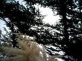 flowers ー 池の平 ー Ikenotaira