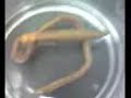 Animal Diversity 4 - Annelida