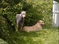 Ierse wolfshond