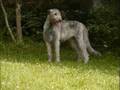 Irish Wolfhound Video