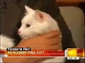 ALLERCA Hypoallergenic Cat - Today Show