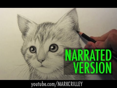 how to draw realistic a cat