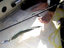 pescaria anchova pinheira parte 3