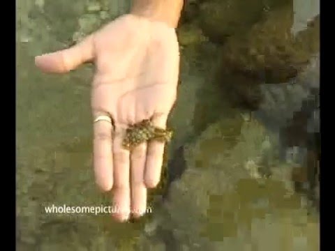 Sea Slug Self-Defense