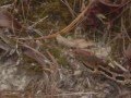 videos de La Tigra HONDURAS
