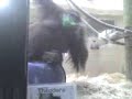 Orang-outans de la ménagerie du jardin des plantes