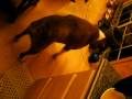 videos de Rocket & his noisy ball