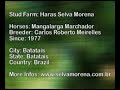 Belina, a Selva Morena MMarchador mare