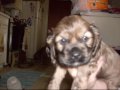 2nd video of Sadie's Second Litter