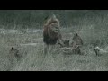 Djuma lions