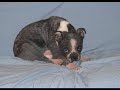 Demodex Mange