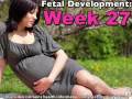Fetal Development Week 27 (Pregnancy Health Guru)